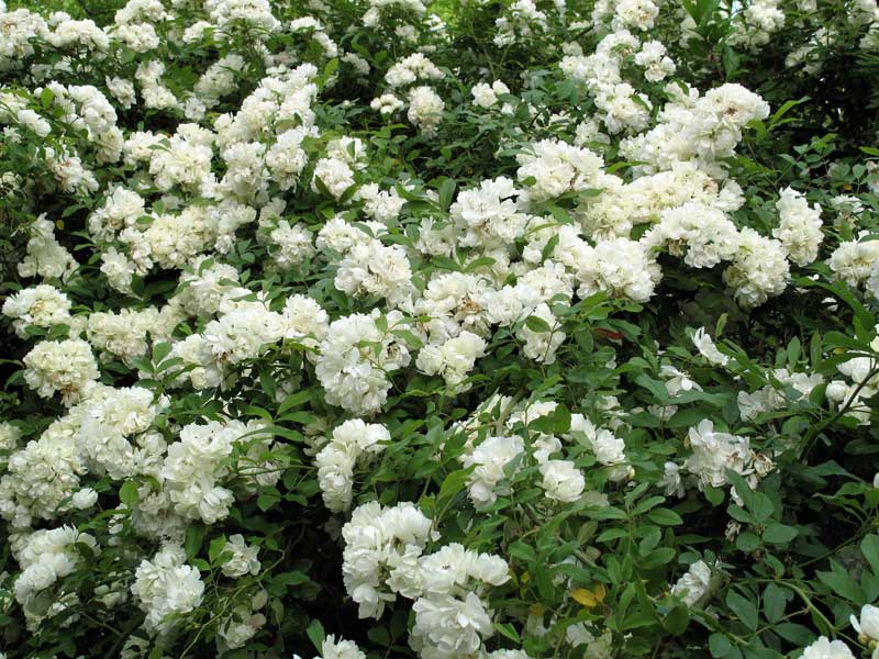 Banksia Alba (Rambler)