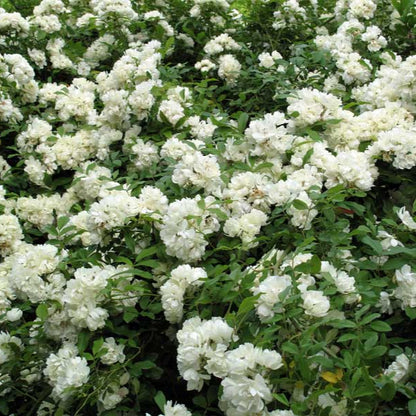 Banksia Alba (Rambler)