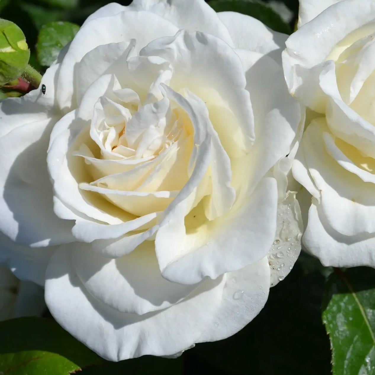 Precious Diamond (Floribunda, Bush)
