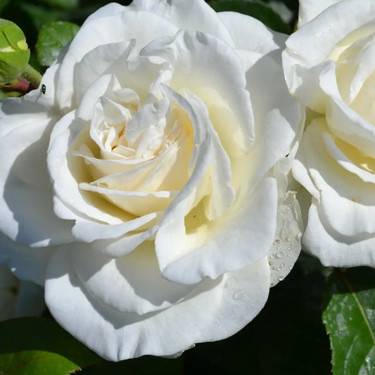Precious Diamond (Floribunda, Bush)