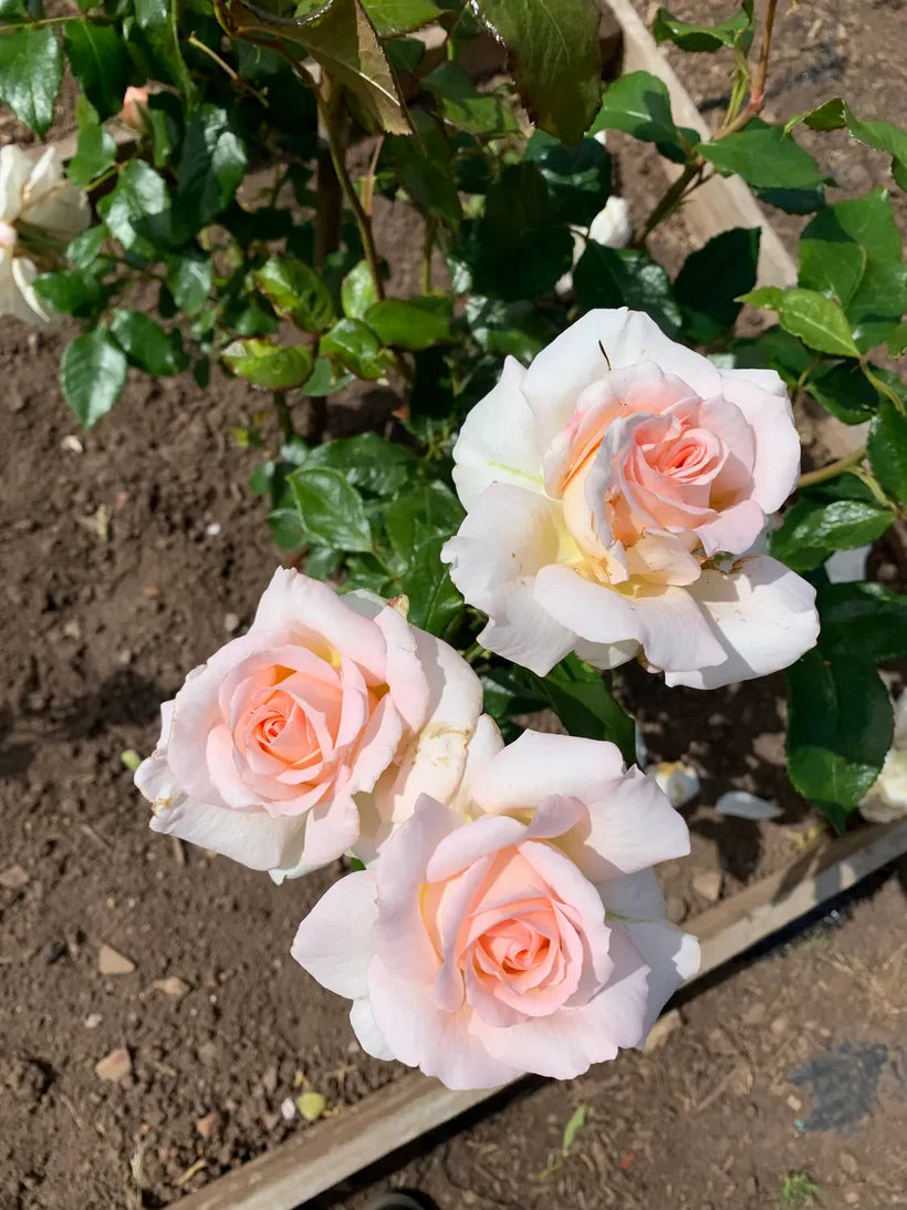 A Whiter Shade Of Pale (Bush)