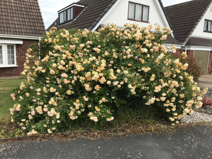 Buff Beauty (Shrub / Climbing rose)