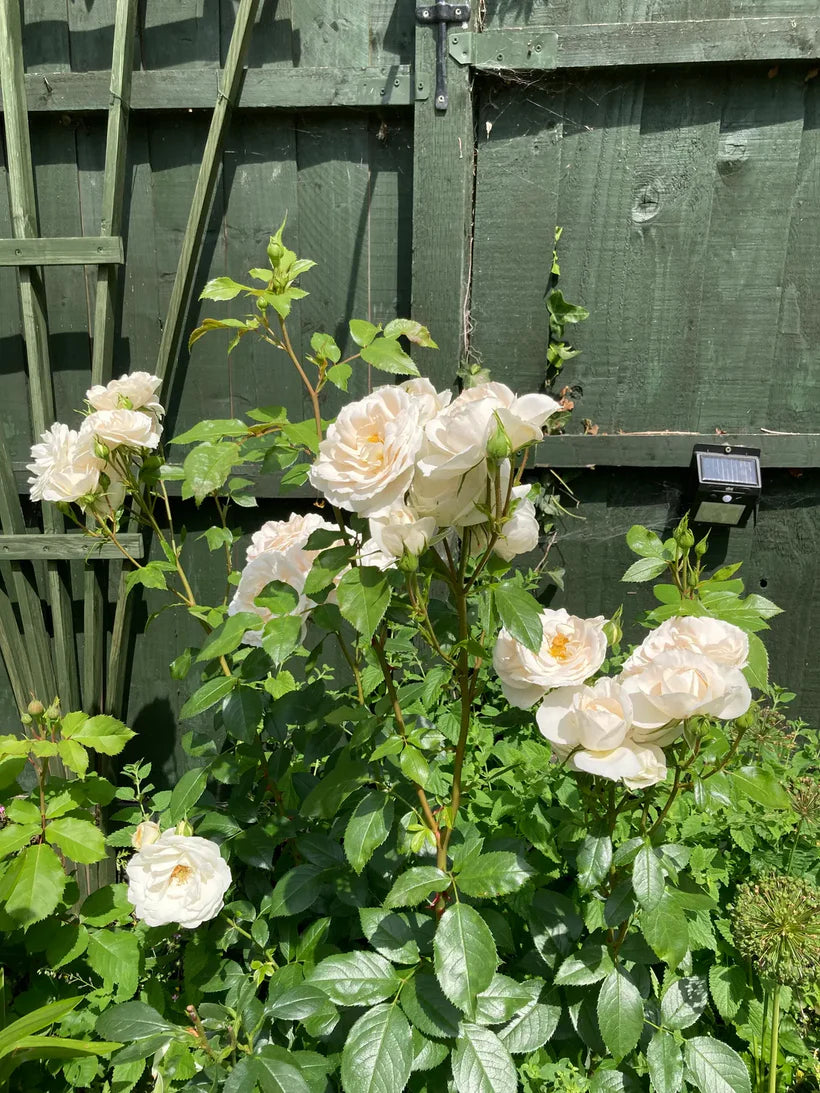 Champagne Moment (Bush)