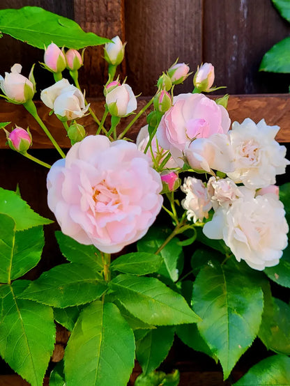 Blush Noisette (Climber)