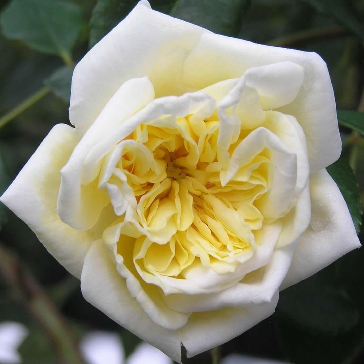 Alberic Barbier rambling rose – soft yellow blooms fading to cream with strong apple fragrance