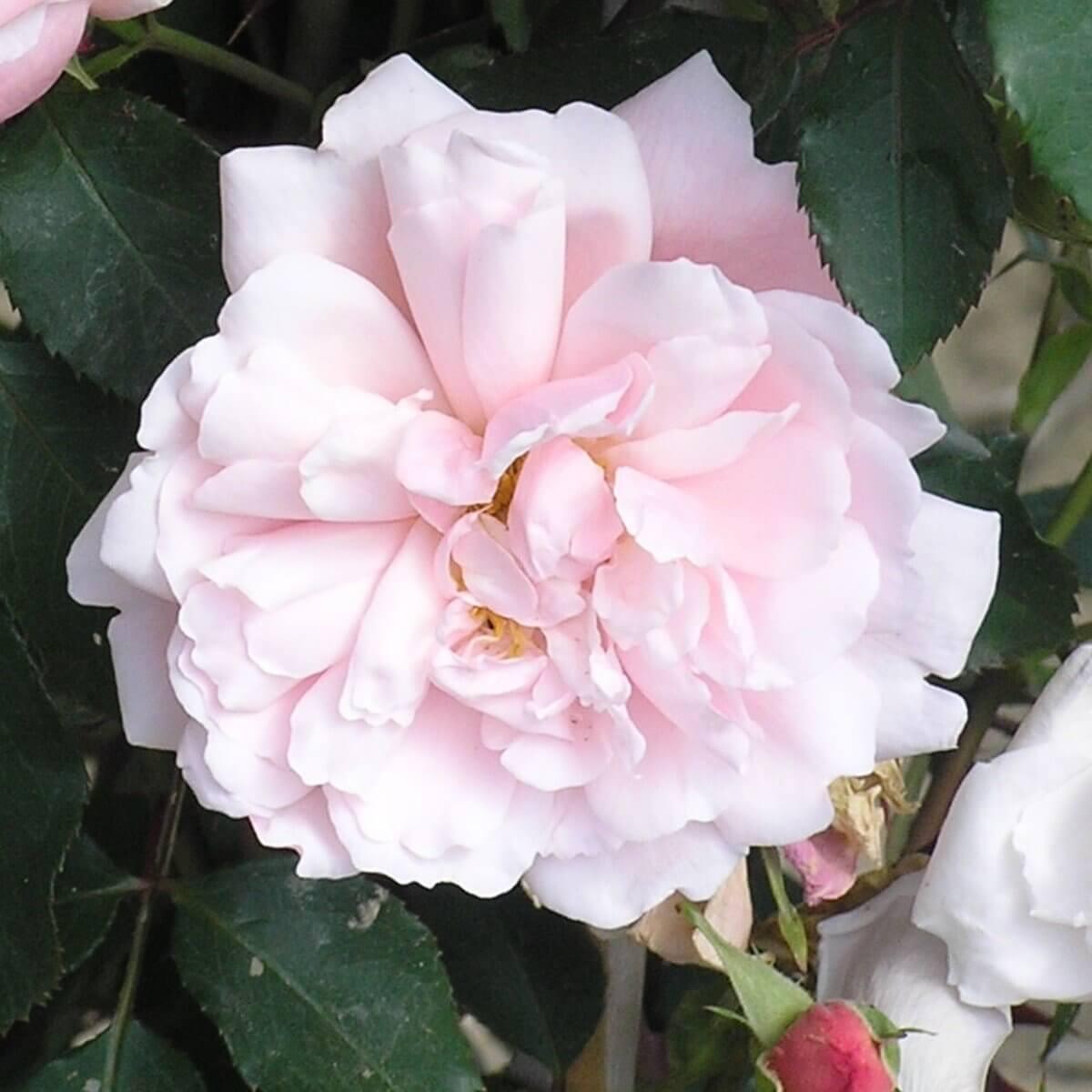 Albertine Colour Pink  Good Fragrance  Rambling Rose