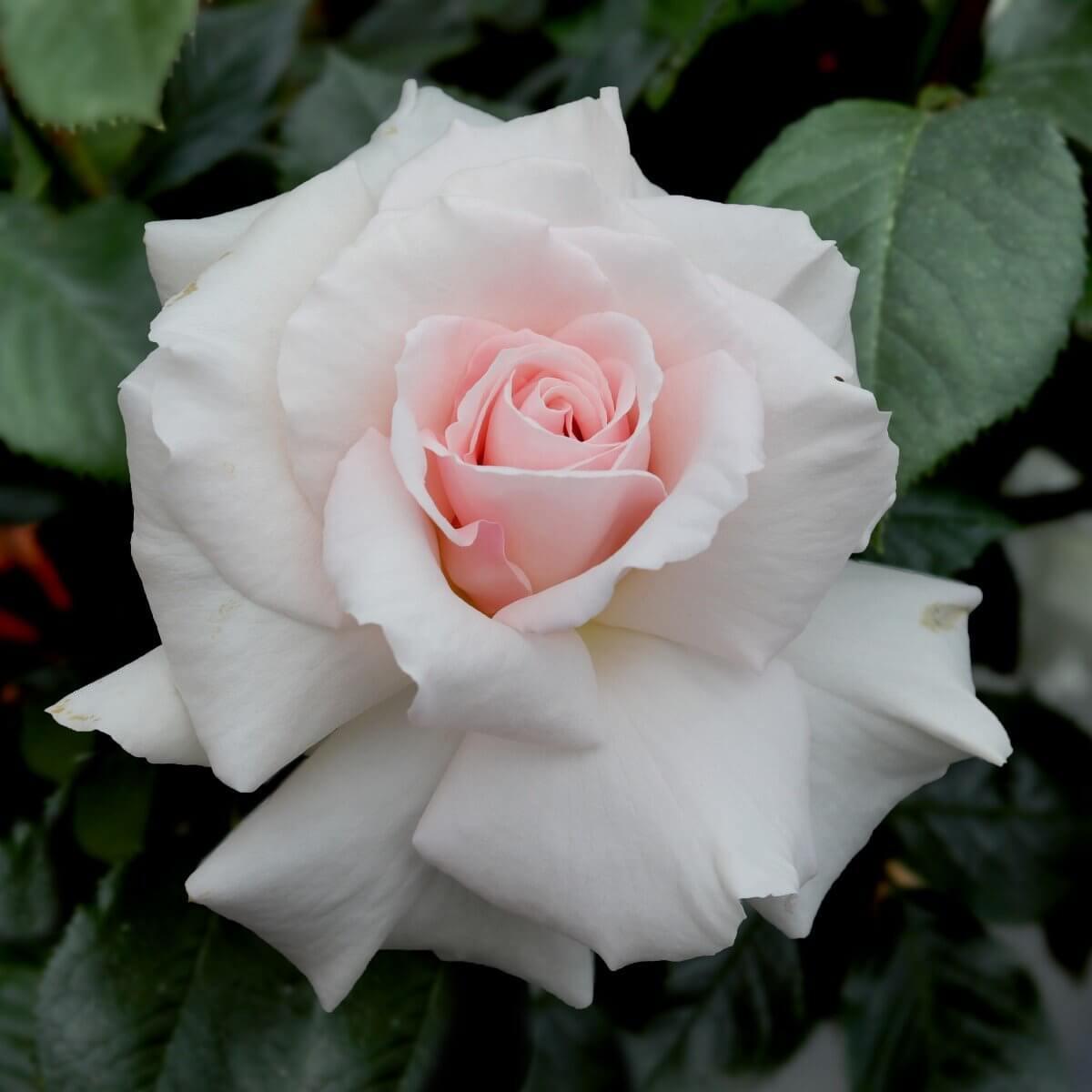 A Whiter Shade of Pale Hybrid Tea – large pale pink-white blooms with good fragrance