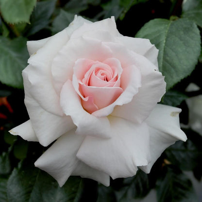 A Whiter Shade Of Pale Colour  Pink / White Good Fragrance Hybrid Tea