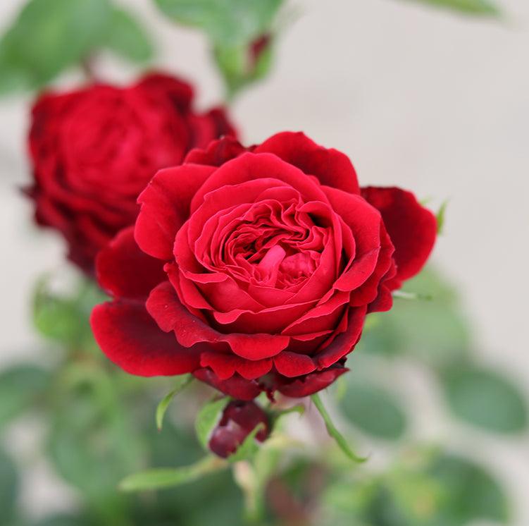 Admiral cottage garden rose – velvety ruby-red Hybrid Tea blooms with exceptional fragrance