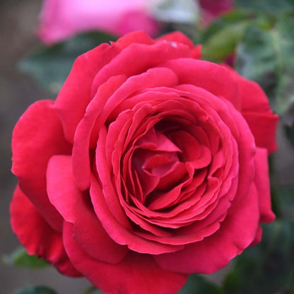 Alec's Red (Bush) - Henry Street Nursery