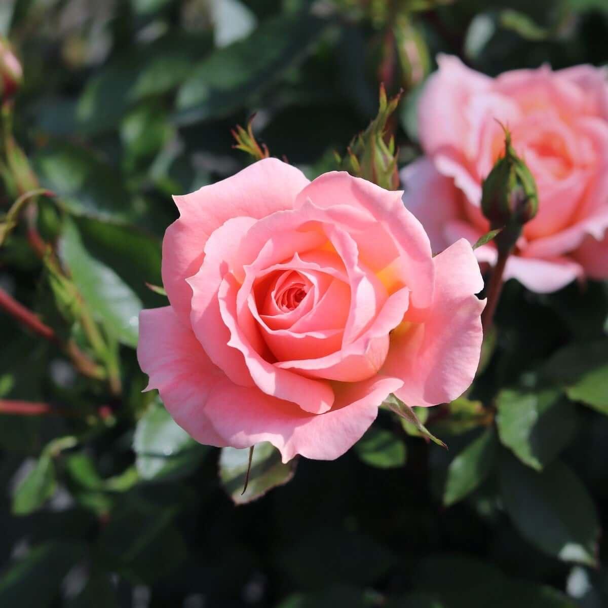 Alibaba climbing rose – large ruffled apricot-pink double flowers with strong fruity fragrance
