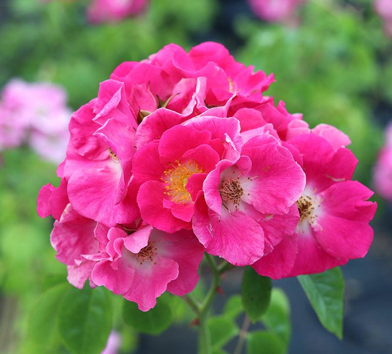 American Pillar Rambling Rose |5.5ltr potted – Henry Street Nursery