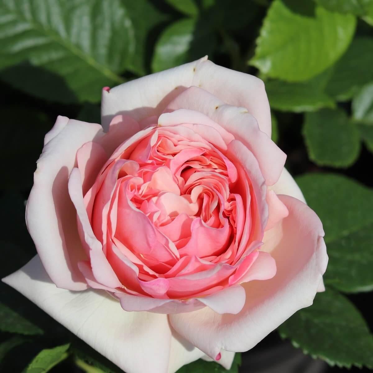 Aphrodite Colour Pink  Light Fragrance  Cottage Garden Rose  Hybrid Tea