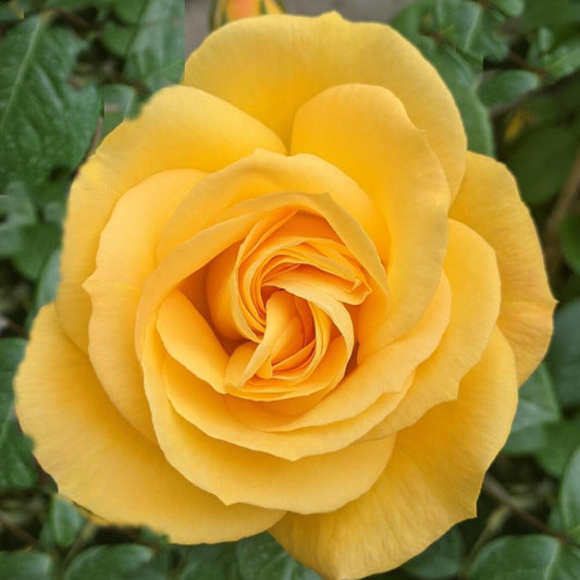 Arthur Bell Climber Colour Yellow  Good Fragrance  Climbing Rose