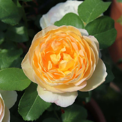 Belle De Jour (Bush) - Henry Street Nursery