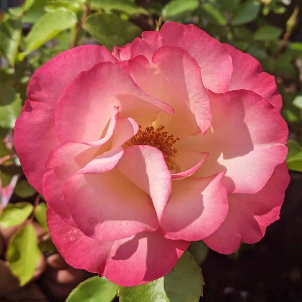 Birthday Girl rose – clusters of lightly scented cream, yellow and pink blooms, birthday gift for her