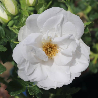 Blanc Double De Coubert Colour White  Good Fragrance  Shrub