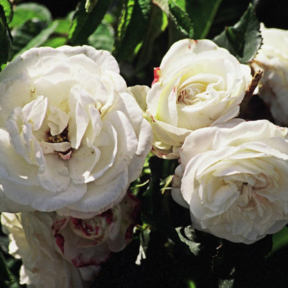 Boule de Neige (Shrub) - Henry Street Nursery