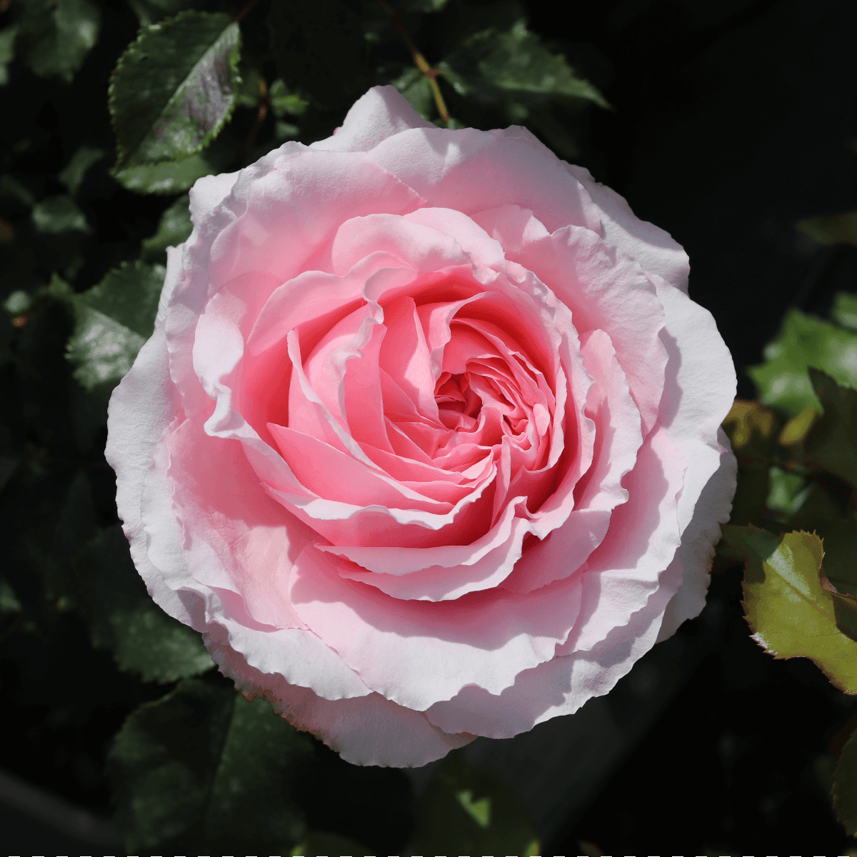 Bride & Groom Colour Pink Fragrance+ Light Fragrance Gift OccasionWedding  Celebration Rose  Hybrid Tea