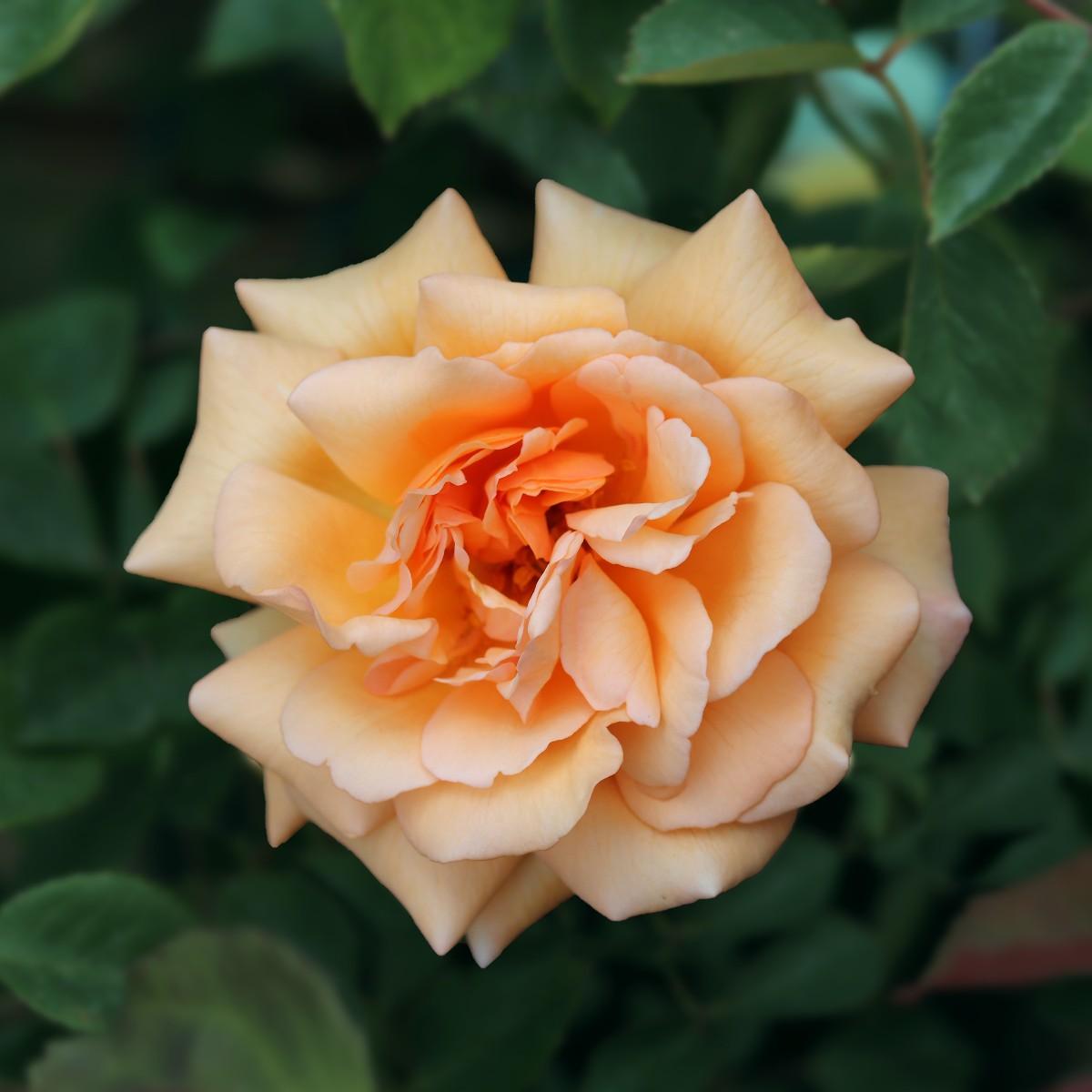 Buff Flower Buff Beauty |Shrub Rose |5.5ltr potted – Henry Street Nursery