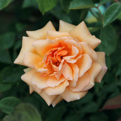 Buff Beauty (Shrub) - Henry Street Nursery