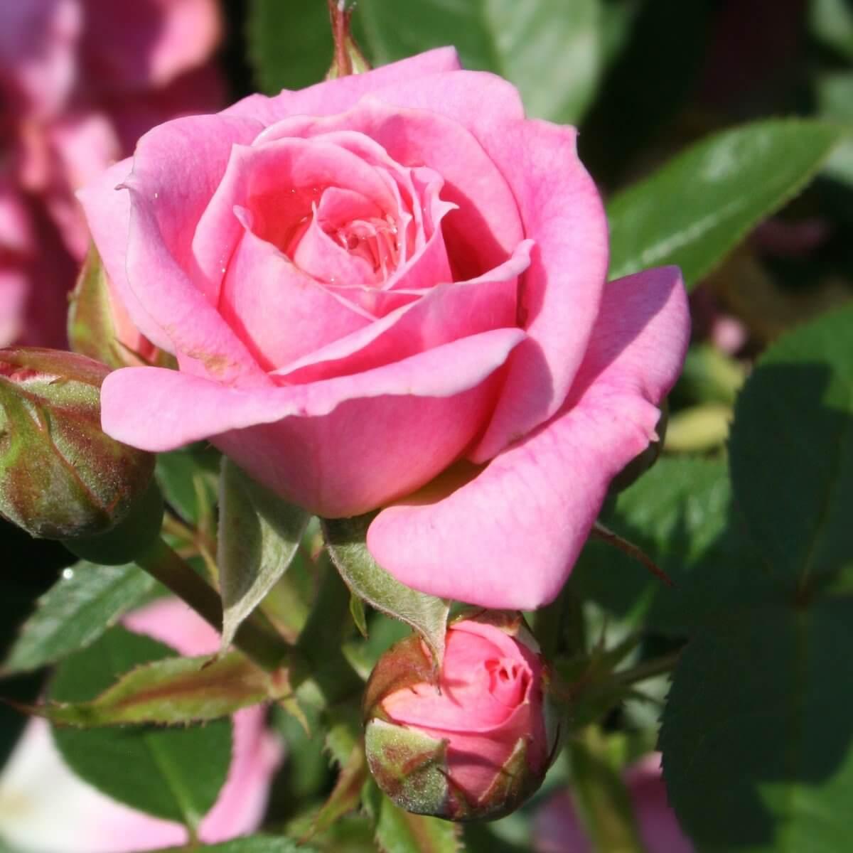 Carefree Days patio rose – light pink clusters against mid-green healthy foliage
