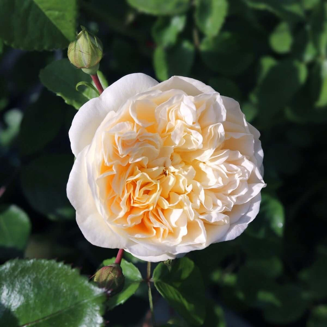 Standard Roses | Henry Street Nursery