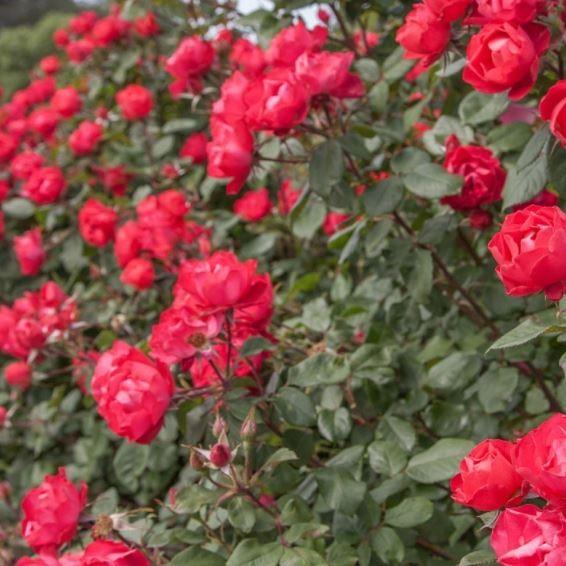 Cherry Bonica (Shrub) - Henry Street Nursery