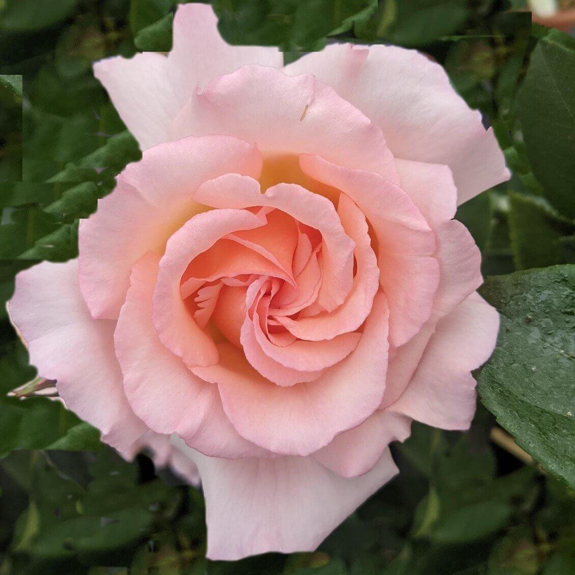 Compassion Colour Pink  Exceptional Fragrance  Climbing Rose