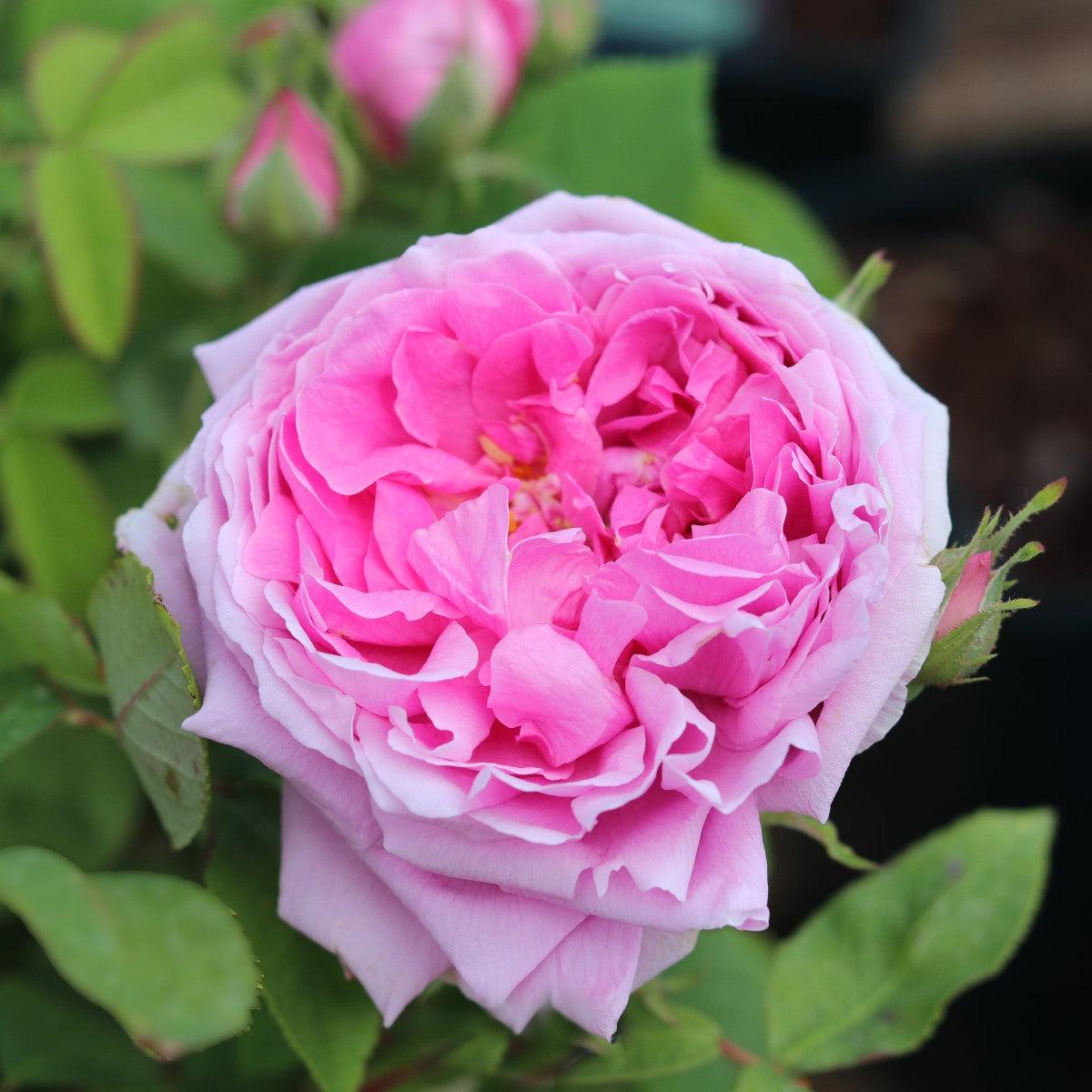 Comte de Chambord (Shrub) - Henry Street Nursery