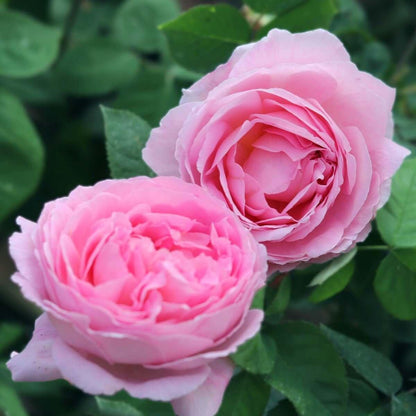 Constance Spry (Climber) - Henry Street Nursery