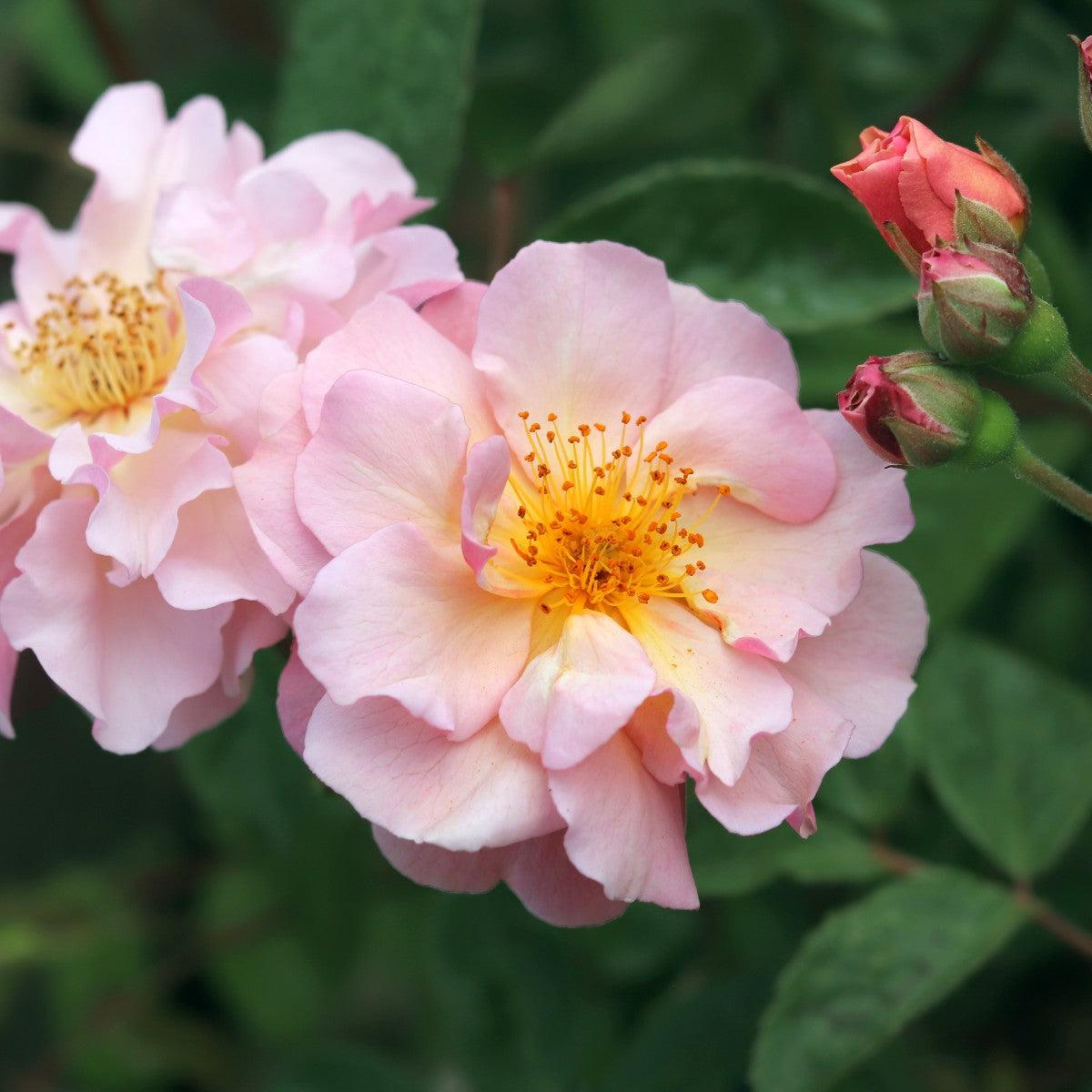 Cornelia Shrub Rose 5.5ltr potted Henry Street Nursery