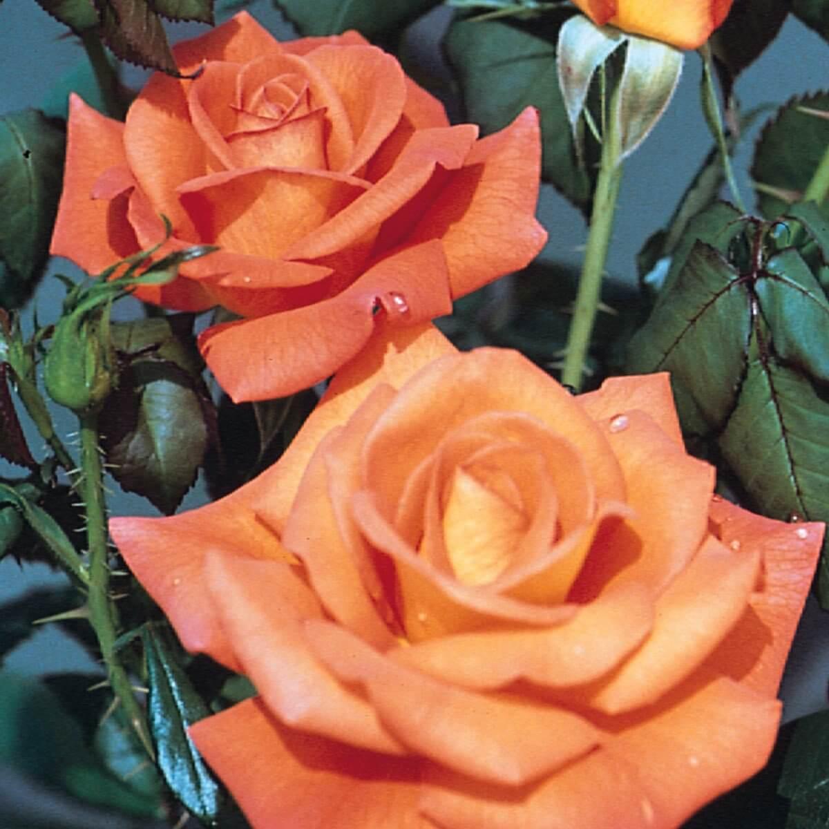 Dawn Chorus Colour Orange  Good Fragrance Rose of the YearRose of the Year Winners  Hybrid Tea