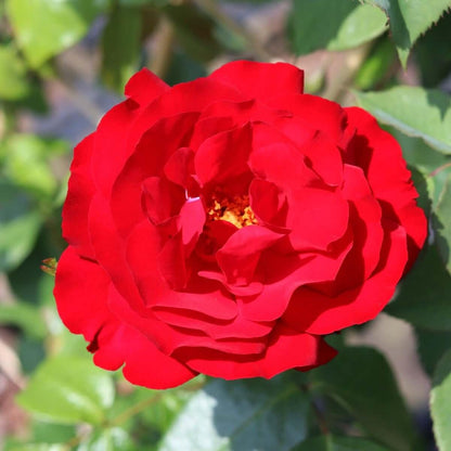 Dublin Bay (Climber) - Henry Street Nursery