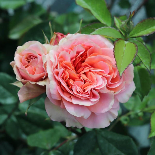 Duchess Of Cornwall Colour Apricot Colour Orange Colour Pink  Good Fragrance  Cottage Garden Rose  Hybrid Tea