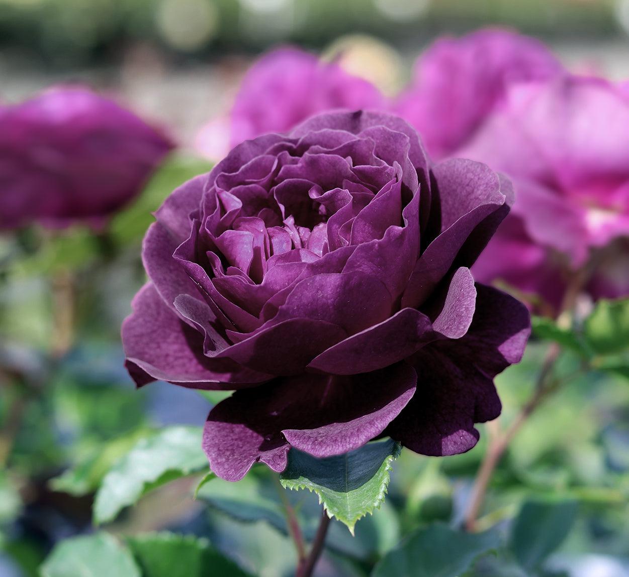 Purple Roses – Henry Street Nursery