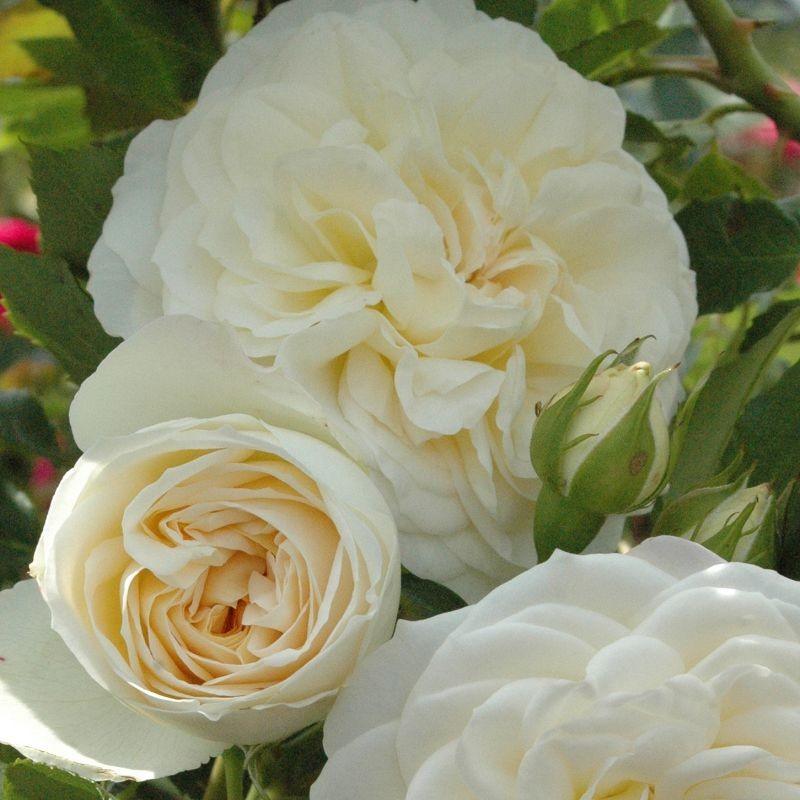 White Roses – Henry Street Nursery