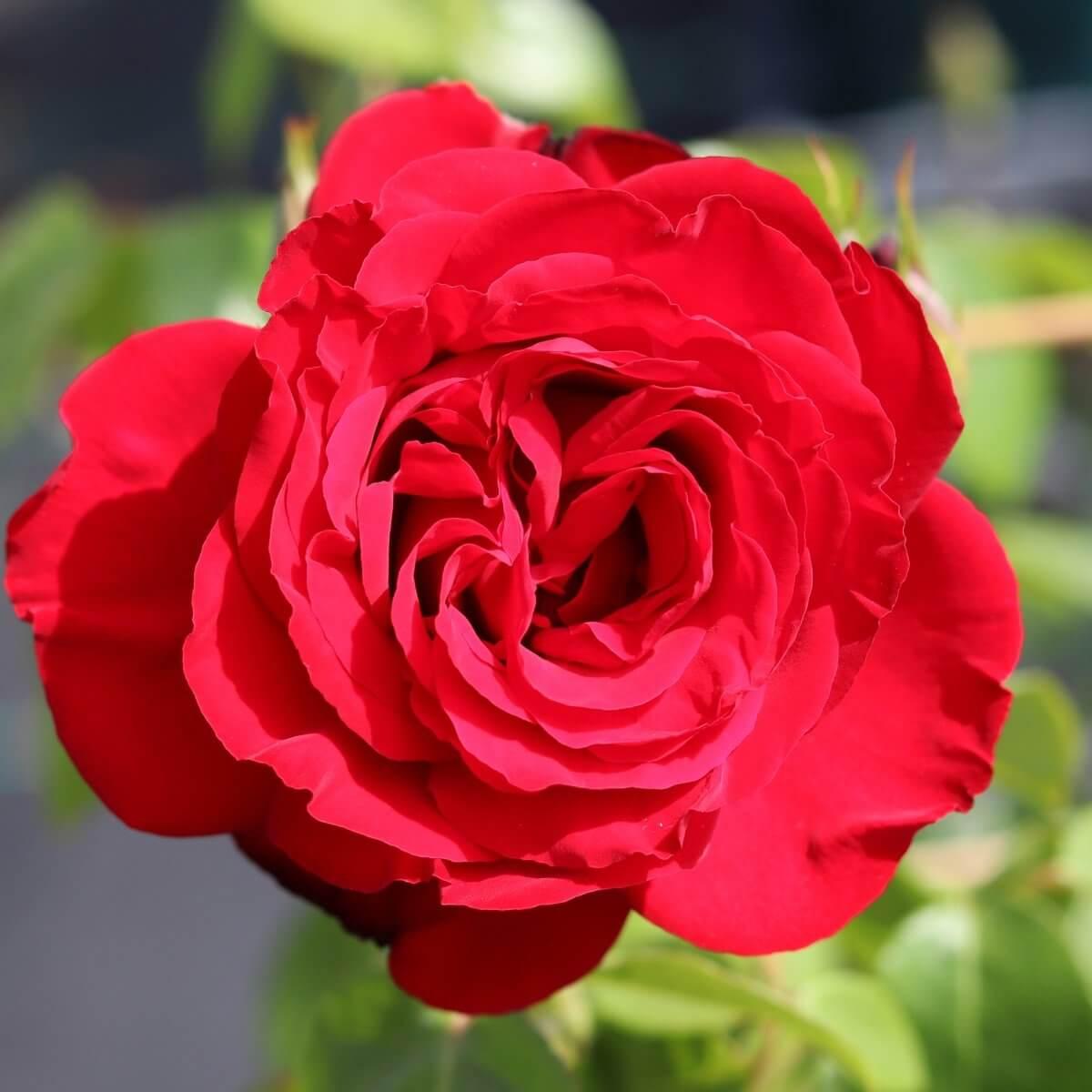 Etoile de Hollande Colour Red  Exceptional Fragrance  Climbing Rose