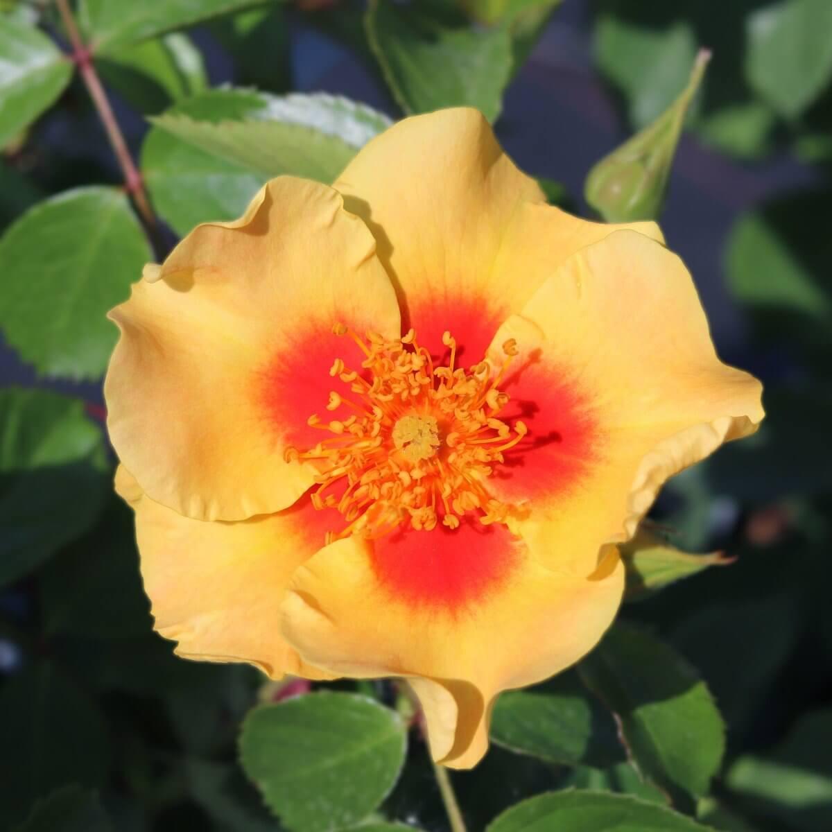 Eye Of The Tiger Colour Mixed Colour  Colour Yellow  Good Fragrance  Floribunda