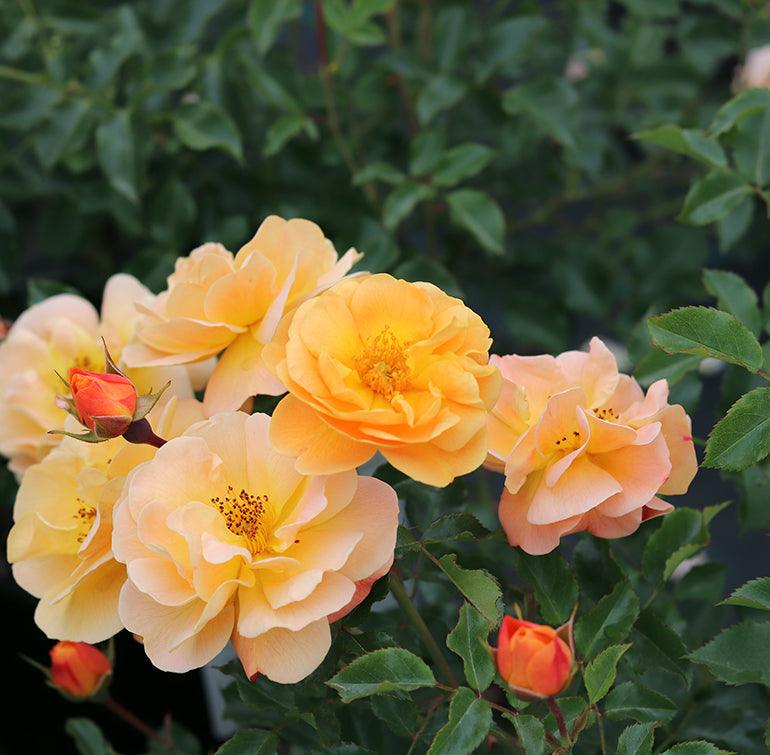 Flower Carpet Amber ground cover rose – masses of amber-apricot-gold flowers all summer