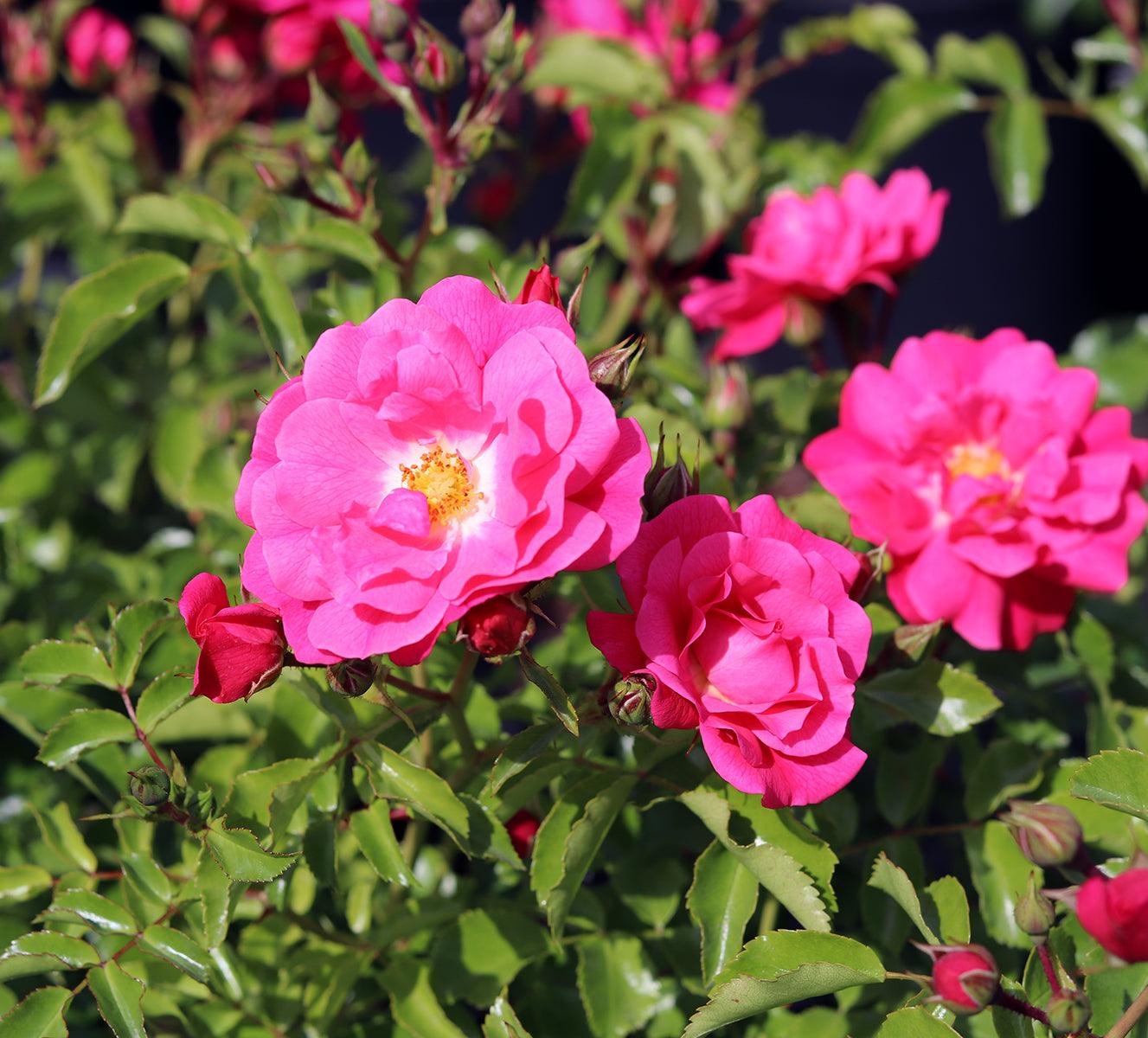 Flower Carpet Pink (Bush) - Henry Street Nursery