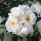 Flower Carpet White (Bush) - Henry Street Nursery