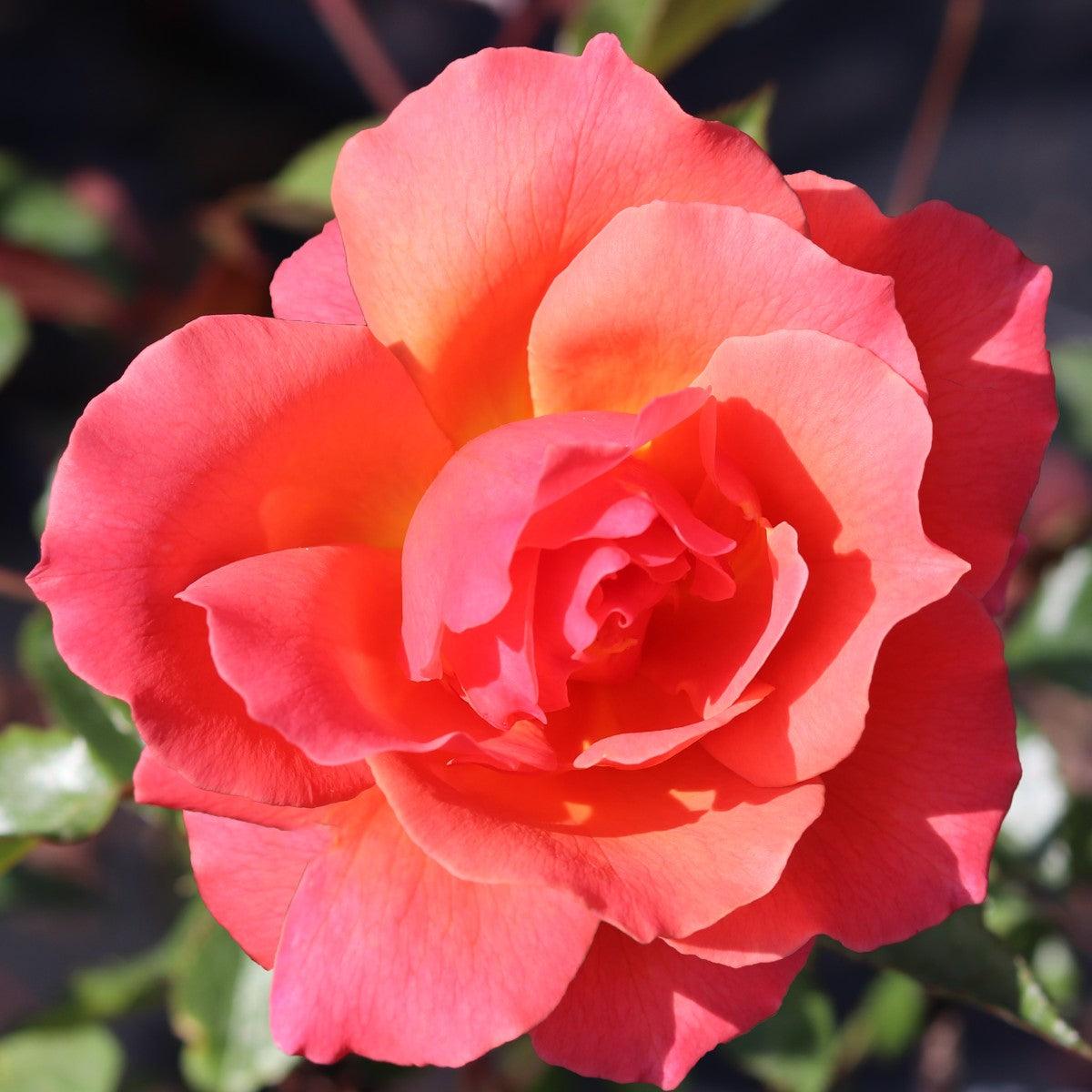 Fragrant Delight (Bush) - Henry Street Nursery