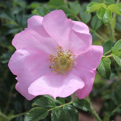 Frau Dagmar Hastrup (Shrub) - Henry Street Nursery