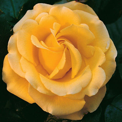 Freedom Colour Yellow    Hybrid Tea