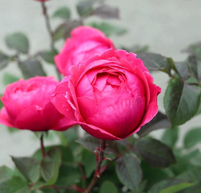 Fruity Parfuma (Bush) - Henry Street Nursery