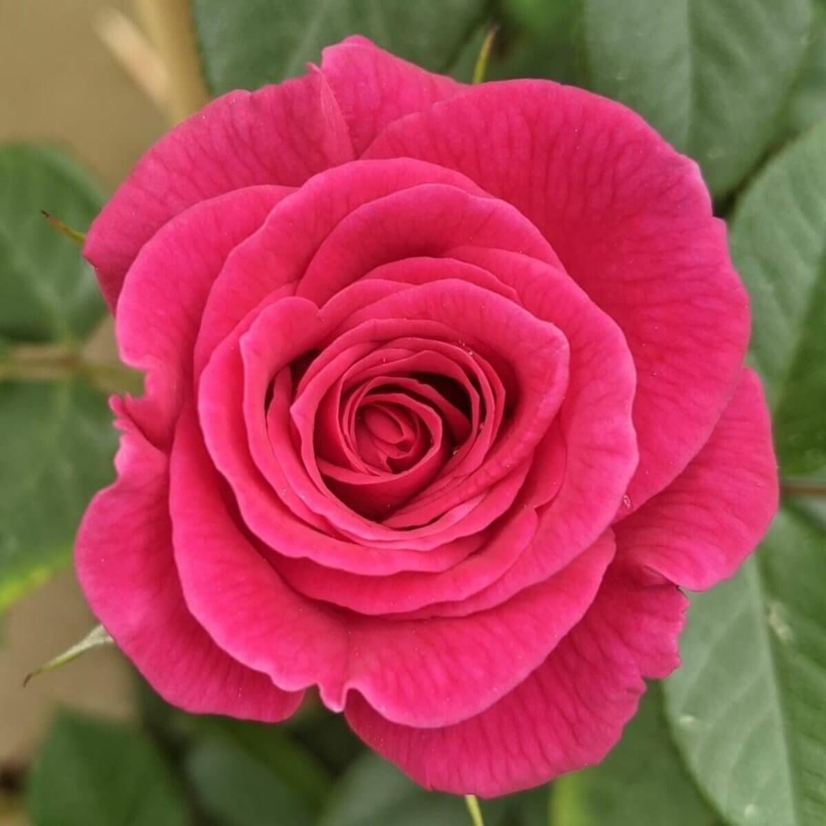 Gloriana patio climbing rose – compact clusters of deep purple-pink flowers repeat-flowering