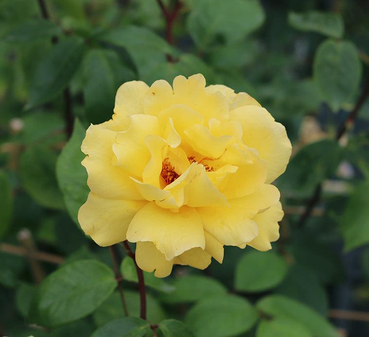 Golden Showers (Climber) - Henry Street Nursery