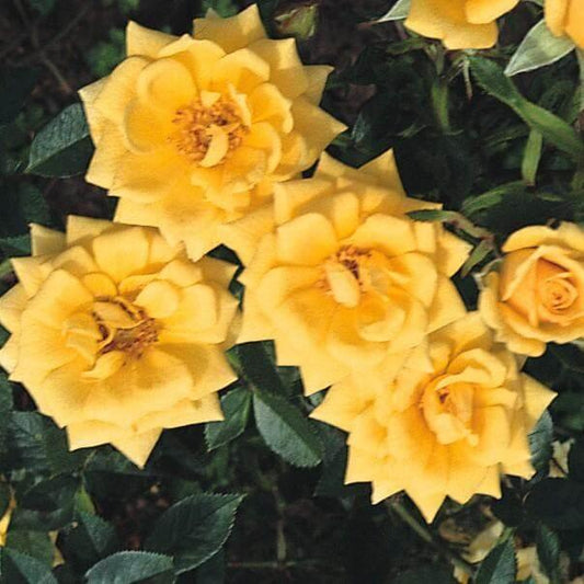 Good As Gold Colour Yellow  Light Fragrance  Patio Climbing Rose