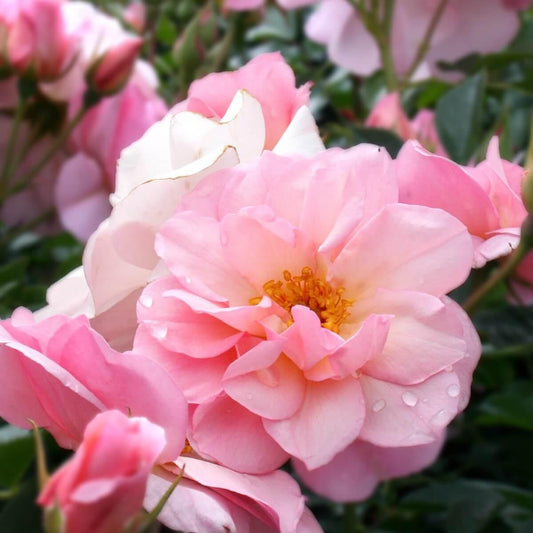 Happy Retirement Colour Pink  Light Fragrance Gift OccasionRetirement  Celebration Rose  Floribunda